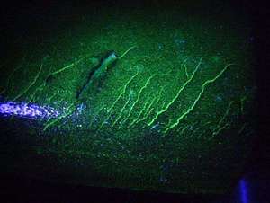 深圳杰泰JEET TU紫外熒光內(nèi)窺鏡 實拍效果1